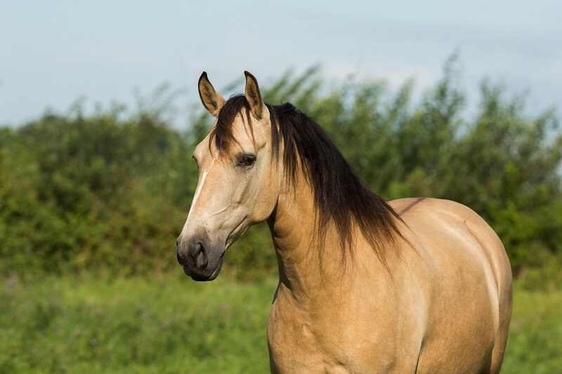 Lusitano Falbe steht auf der Wiese