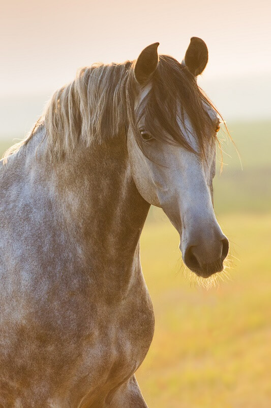 Lusitano Schimmel