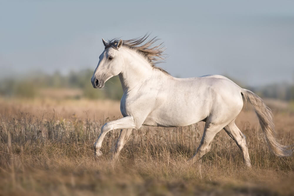 Lusitano galoppiert über eine Wiese