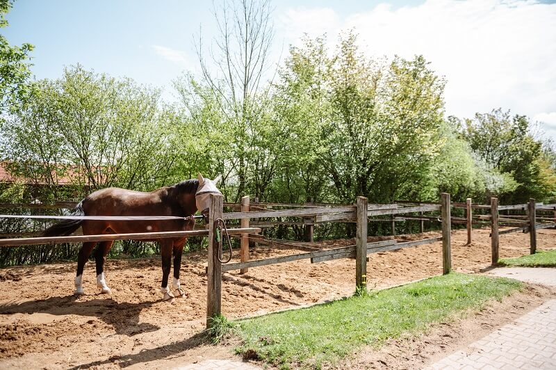 Stallmanagement Anlage Pferd steht auf dem Paddock