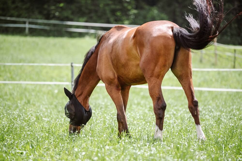 Pferd steht auf der Weide