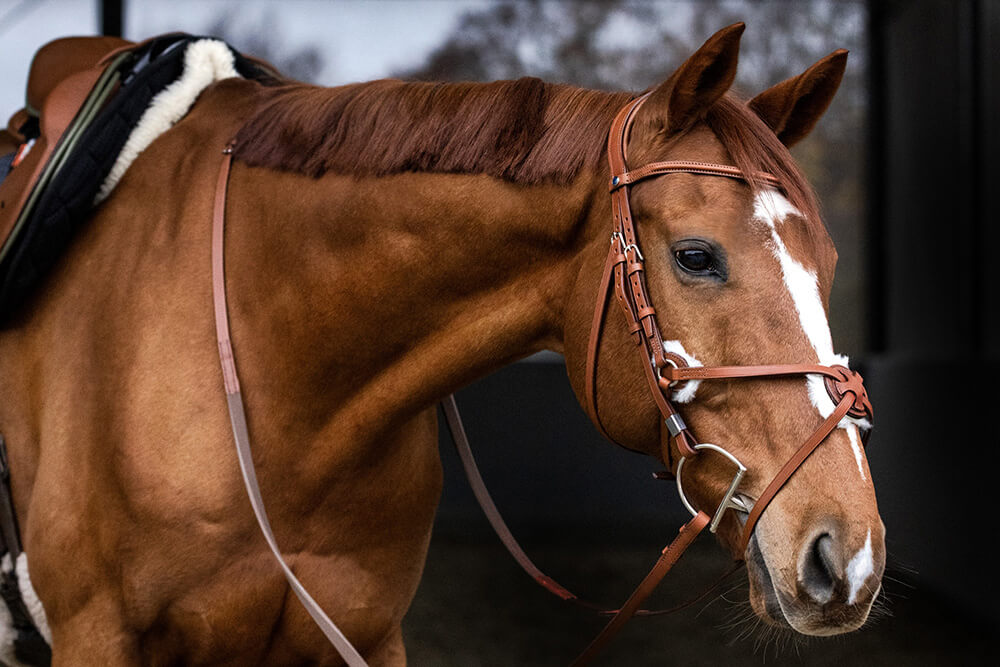 Pferd mit mexikanischem Reithalfter