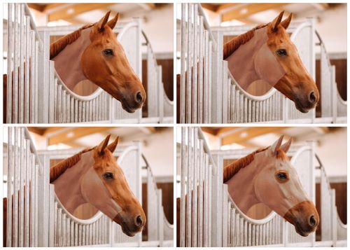 Pferde Scheren Jetzt Geht Es Dem Pferd An Den Winterpelz Fundis Reitsport