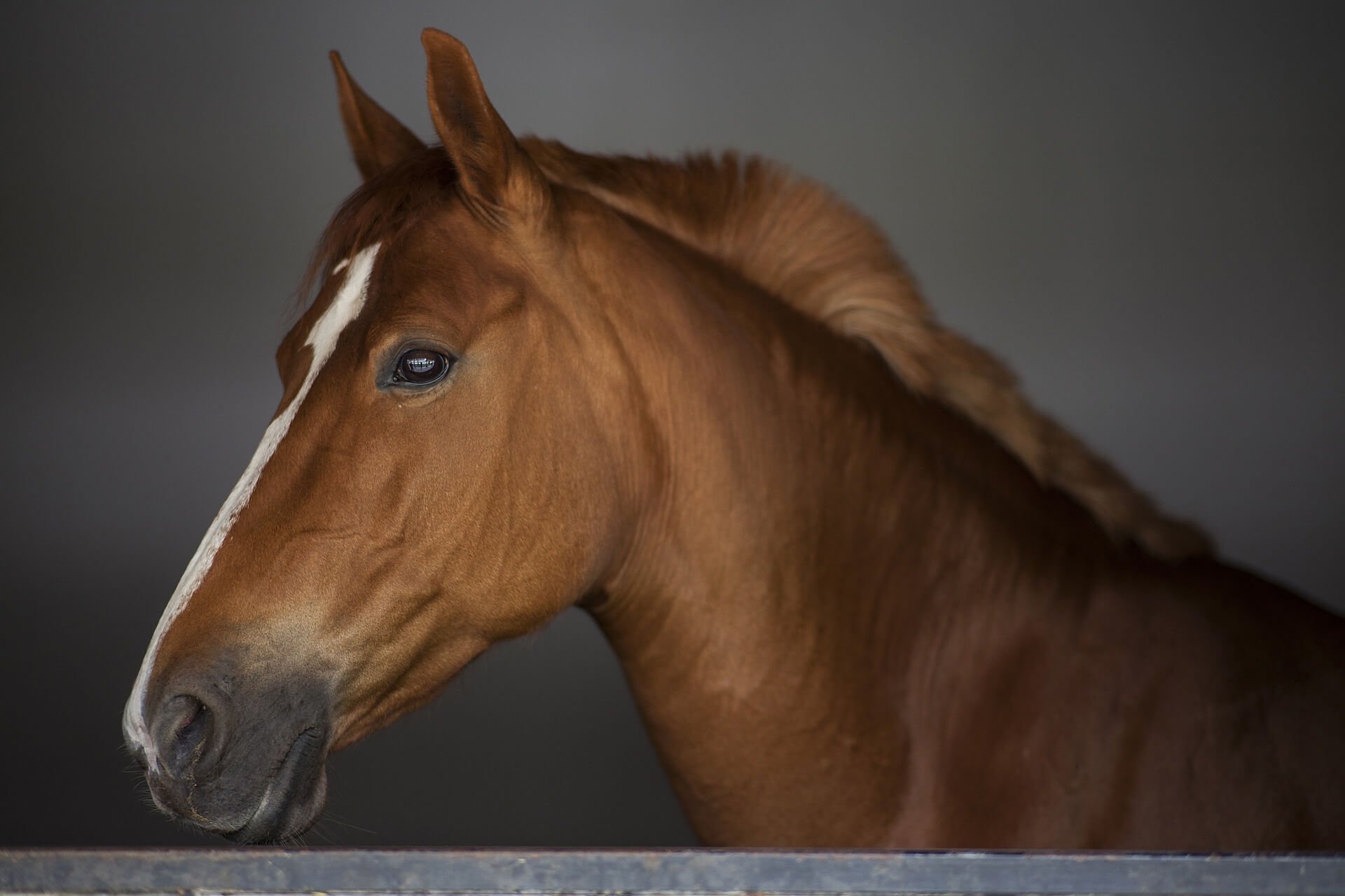 PSSM beim Pferd: Modeerscheinung oder ernstzunehmende Krankheit?