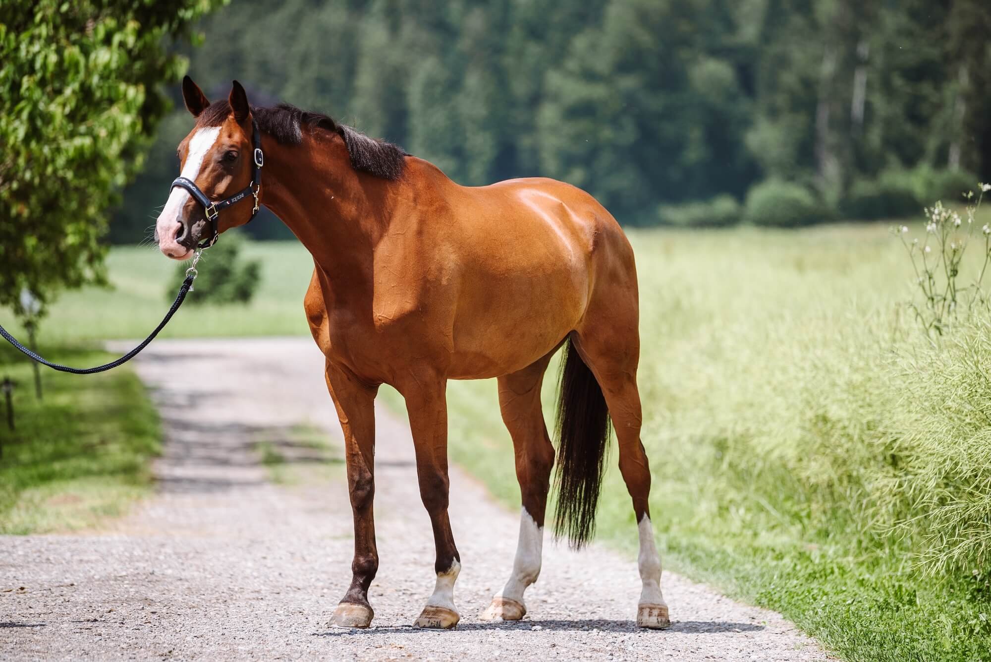 Der Pferdekauf: Wie und wo du dein absolutes Traumpferd findest