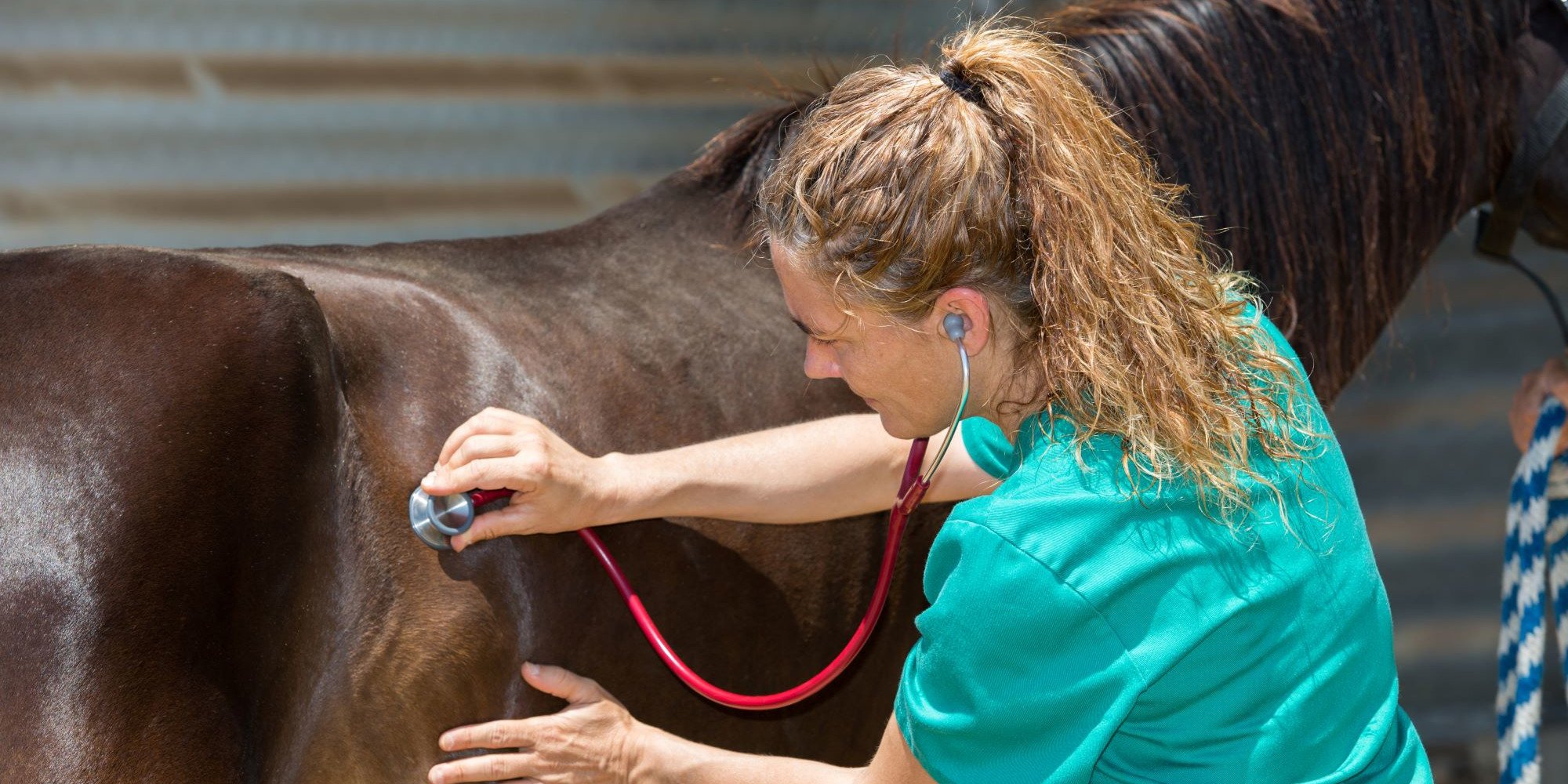 Dämpfigkeit beim Pferd - Alles über die chronische Atemwegserkrankung