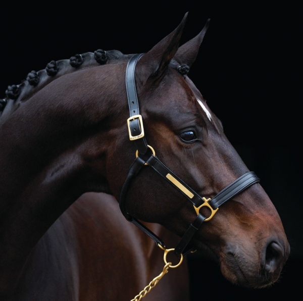 Horseware Halfter Amigo, Lederhalfter, braun, schwarz