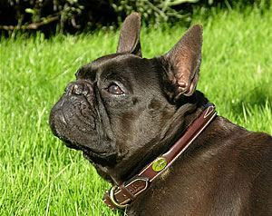 Dyon Hundehalsband "Fancy Stitch"