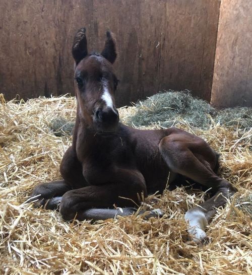 Die Geburt Eines Fohlens Die Richtige Vorbereitung Ist Wichtig Fundis Reitsport