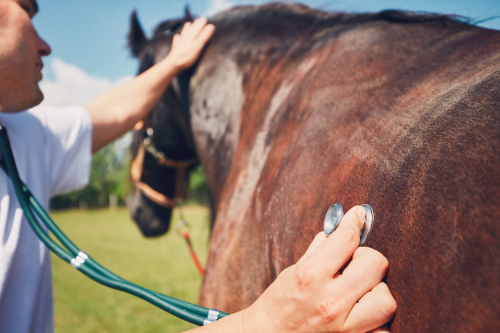 Impfung Pferd Turnier Pause