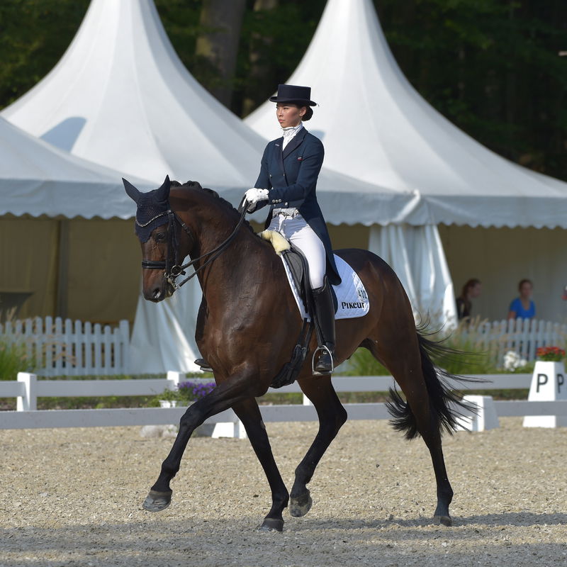 Stübben Sattelgurt EQUI-SOFT Neopren