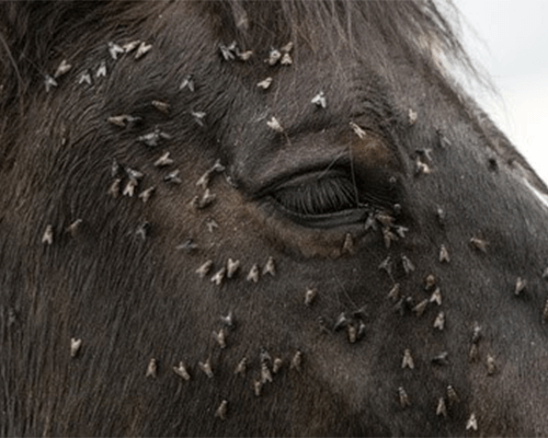 Icaridin Nebenwirkungen Pferd