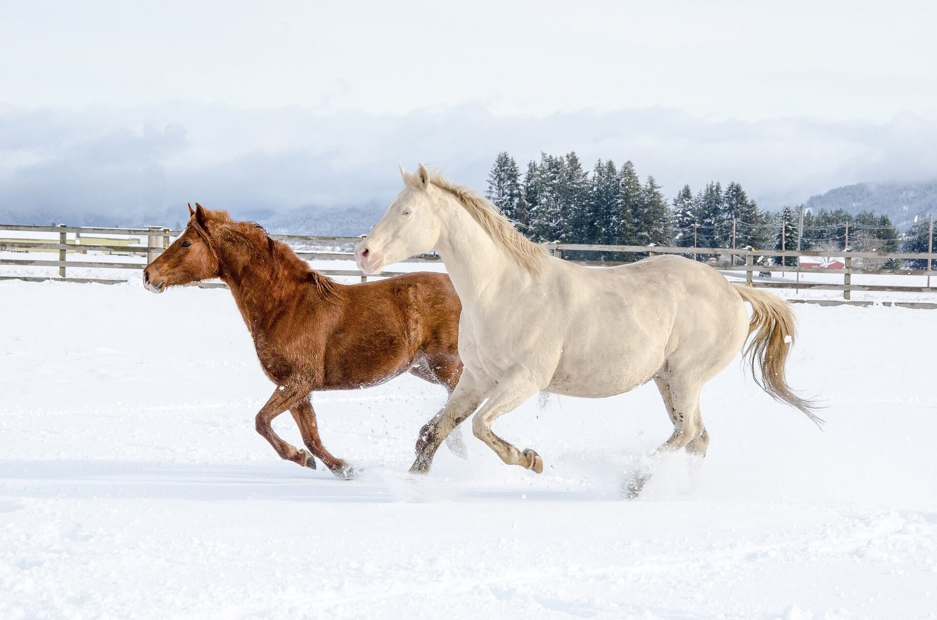 Pferdehaltung im Winter: So machst du dich & dein Pferd winterfest