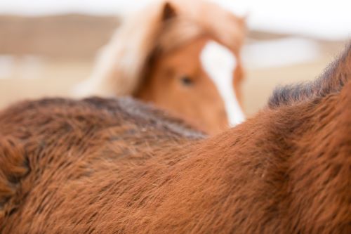 Alte Pferde Reiten So Haltst Du Deinen Senior Noch Lange Fit Fundis Reitsport