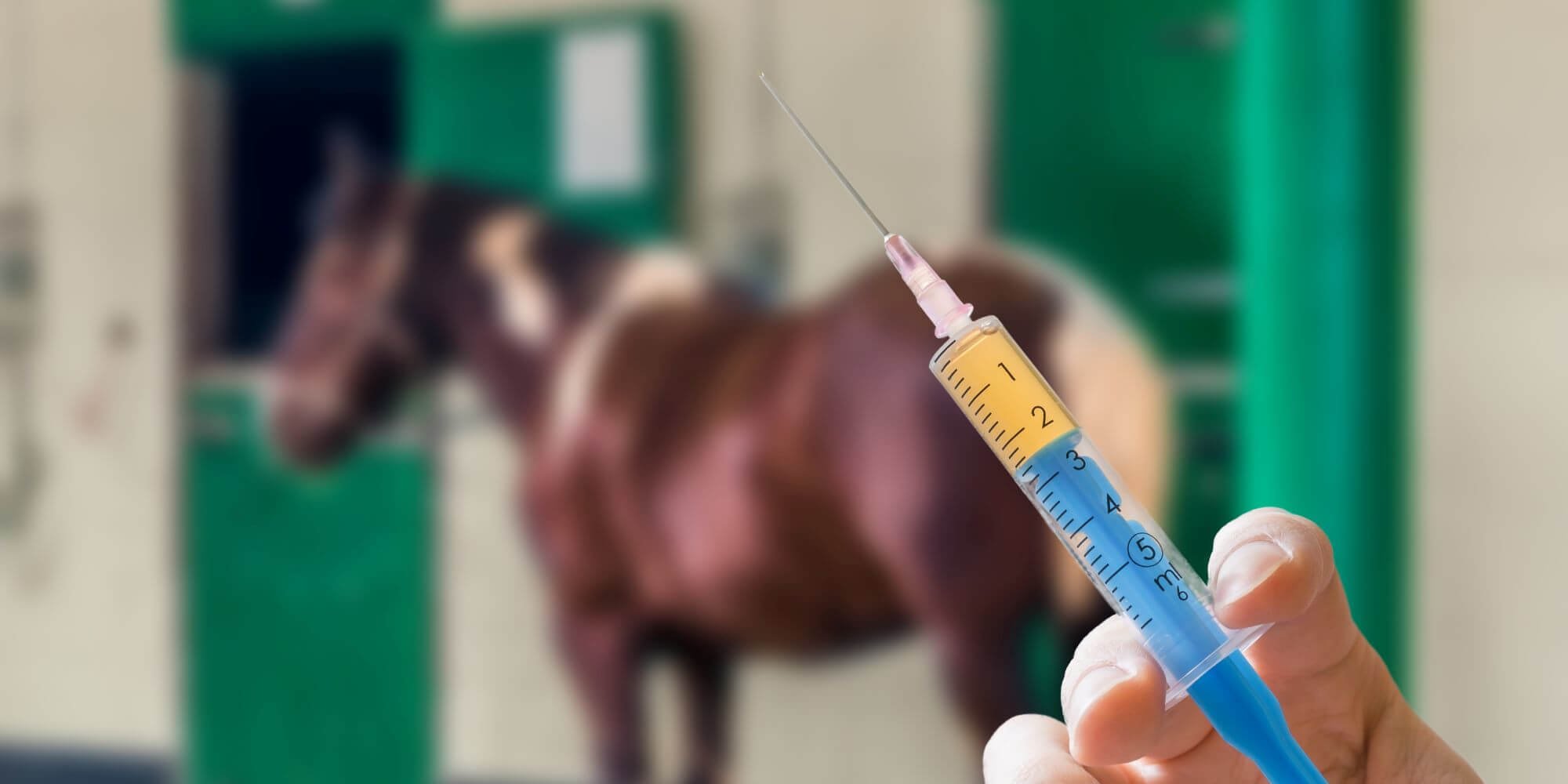 Ausbruch des Equinen Herpesvirus: Wie kannst du dein Pferd bestmöglich schützen?