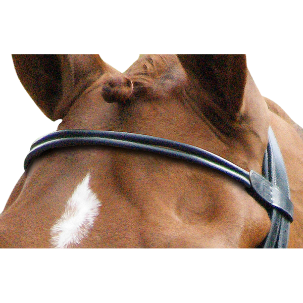 Dyon Dressur Stirnband Rolled